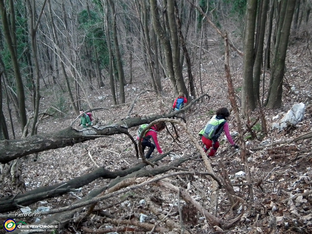 71 variantina ...nel bosco.JPG